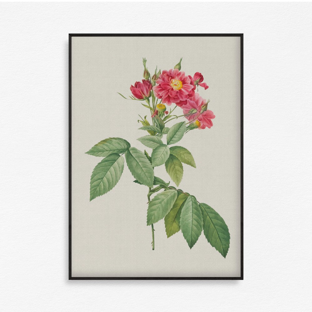 Bloom Botanical - Set of 6