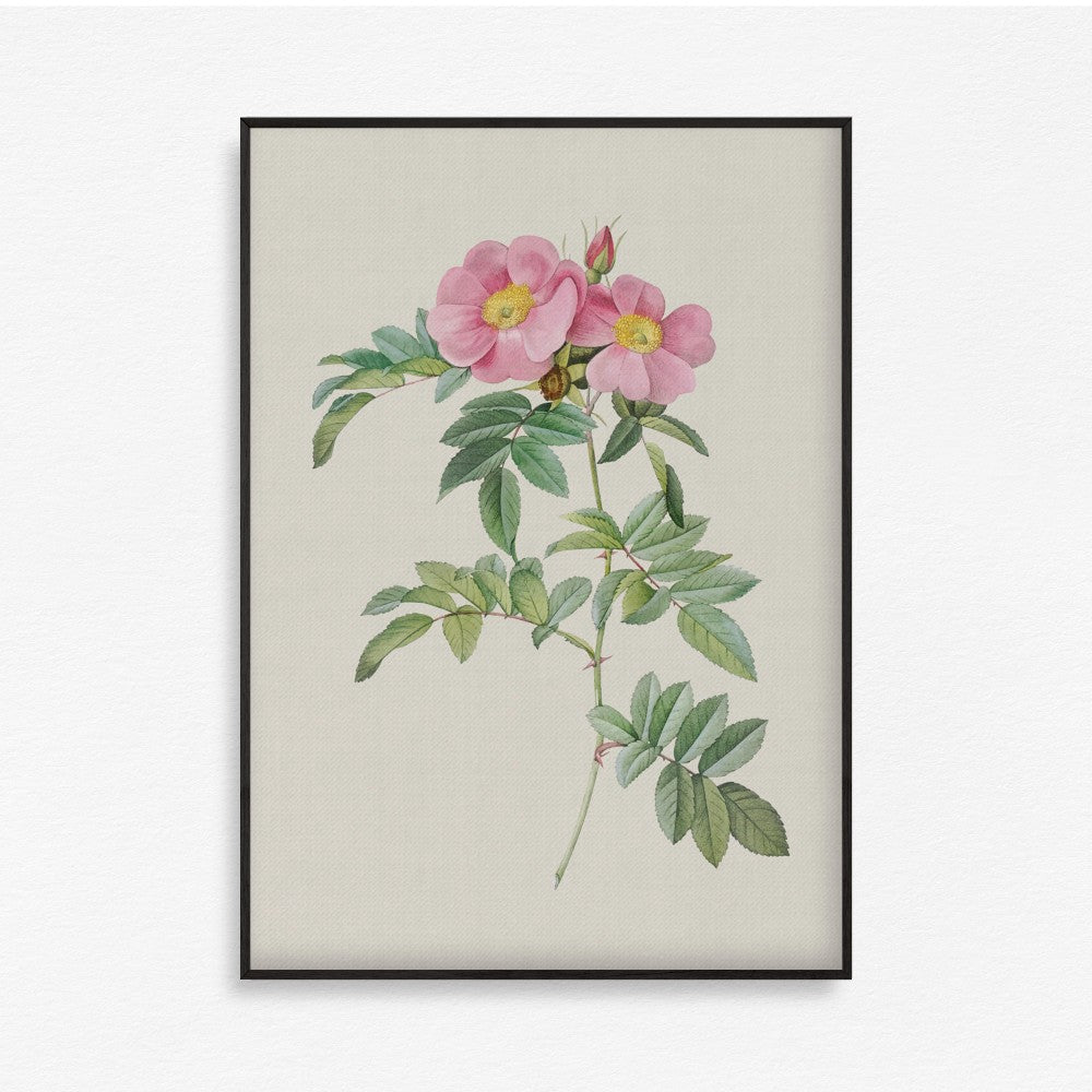 Bloom Botanical - Set of 6