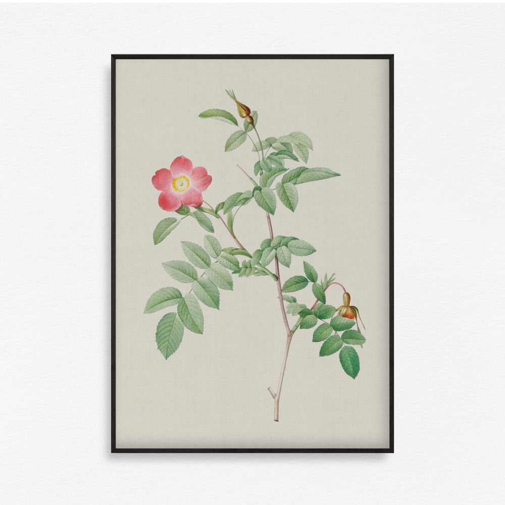 Bloom Botanical - Set of 6