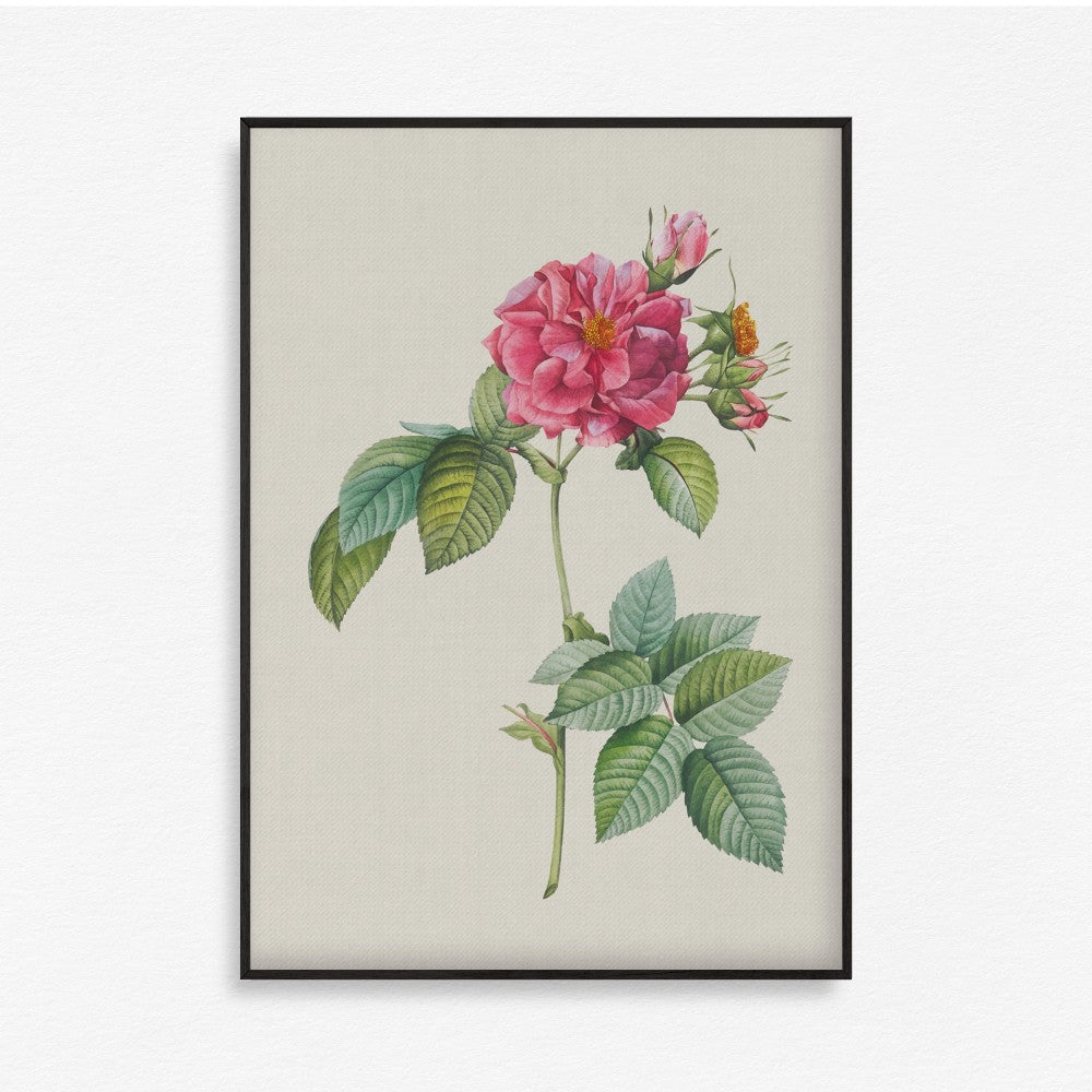 Bloom Botanical - Set of 6