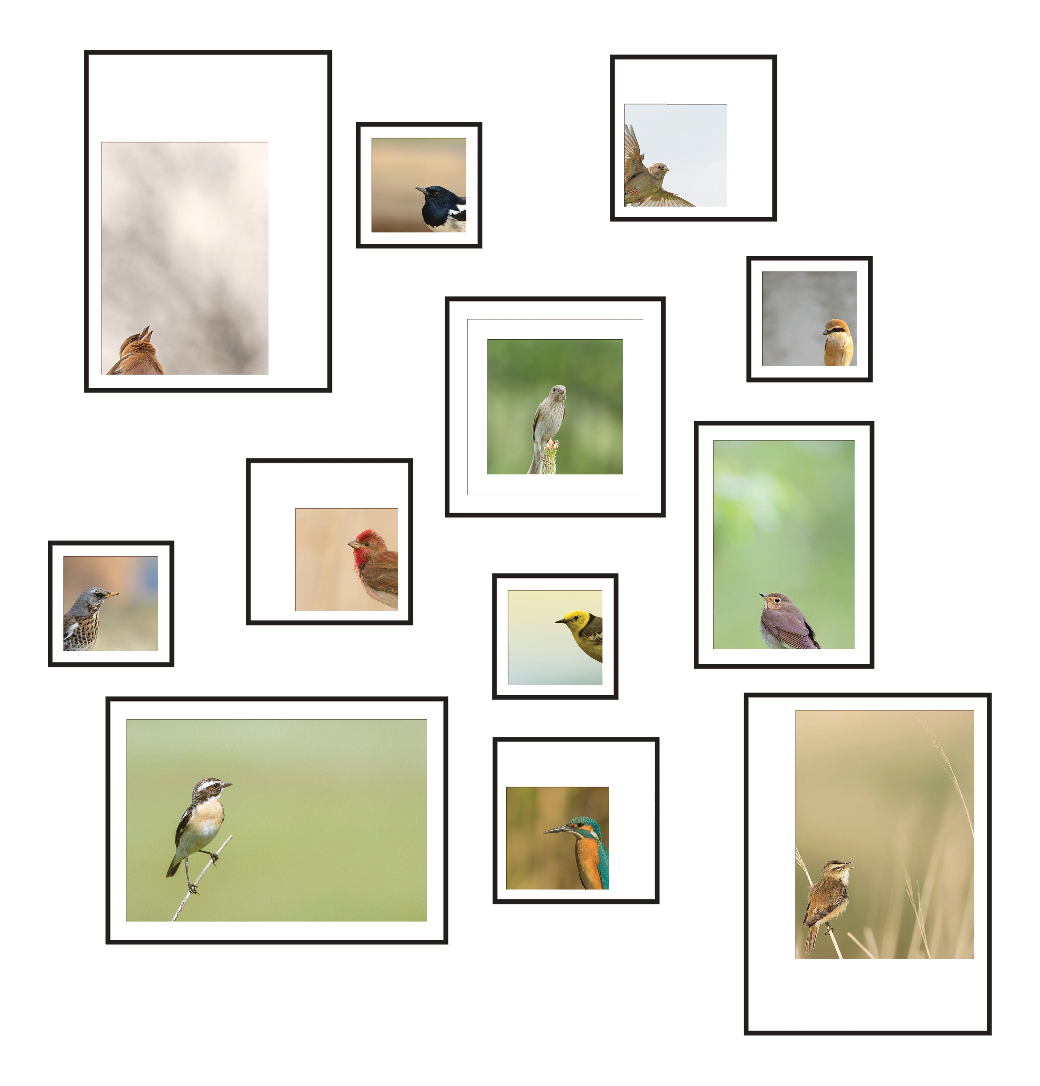 Birdsong Gallery - Set of 12